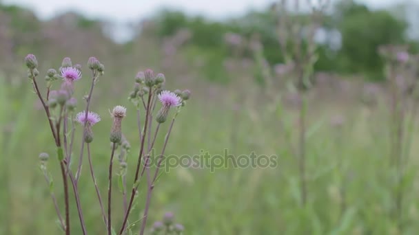 Thistle shaking with wind in the field. Blurry background. — Stock Video