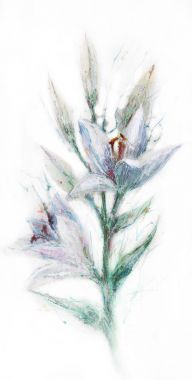  Lily çiçek suluboya çizimi 