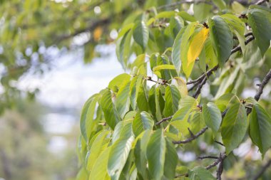 Güneşte yeşil yapraklar