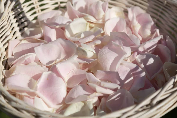 Sepette pembe güller