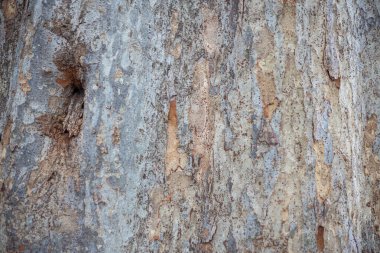 Güneşli bir günde tahıl