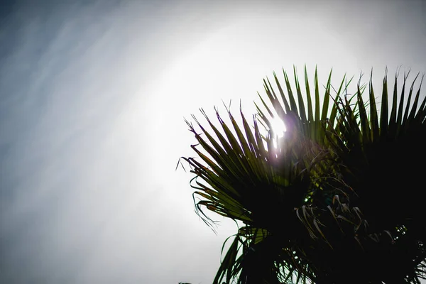 Palmiye ağaçları ile soyut arkaplan