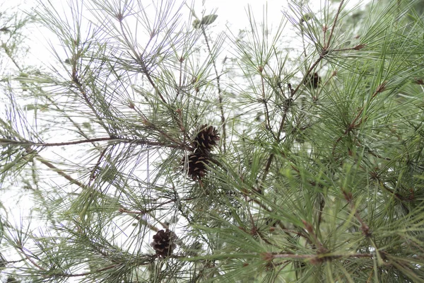 Close Pine Cones — Stock Photo, Image