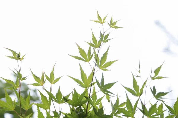 Beyaz arkaplanda yeşil çimen