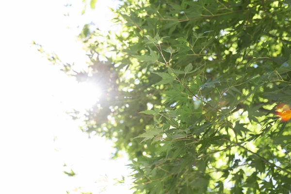 Bir dalda yeşil yapraklar