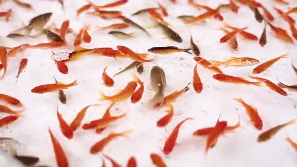 Tradițional Goldfish Scooping Festival Japonez Close — Videoclip de stoc