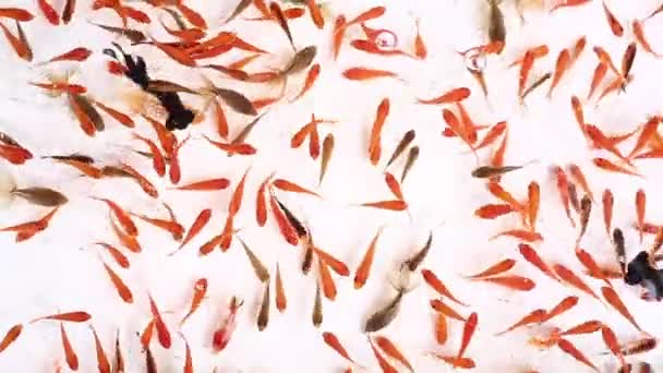 Traditional Goldfish Scooping Japanese Festival_Long — Stock Video