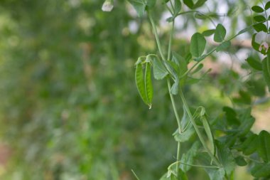Tarlada bir sürü yeşil bezelye yetişiyor.
