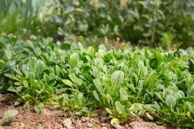 Tarlada büyümeye başlayan bebek yaprakları.