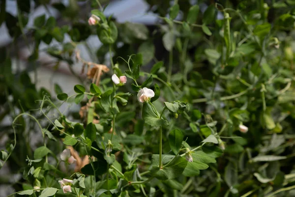 Yeşil bezelye çiçekleri serada
