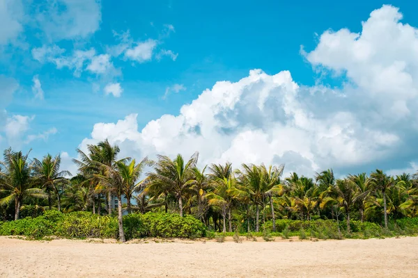 Hindistan cevizi ağaçlarıyla dolu güzel bir sahil. Arka planda harika mavi gökyüzü ve güzel bulutlar..