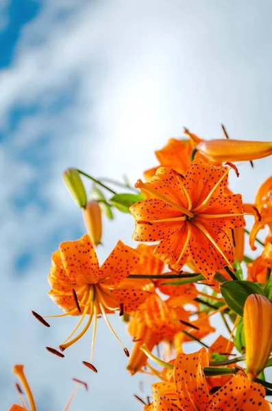 Tiger lily (Lilium lancifolium). Beautiful orange flowers of a tiger lily on a background of blue sky and clouds. Vertical shot. View from below.