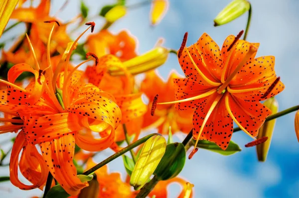 Kaplan zambağı (Lilium lancifolium). Mavi gökyüzü ve bulutlardan oluşan bir arka planda bir kaplan zambağı güzel turuncu çiçekleri. Yatay çekim. Aşağıdan görüntüle.