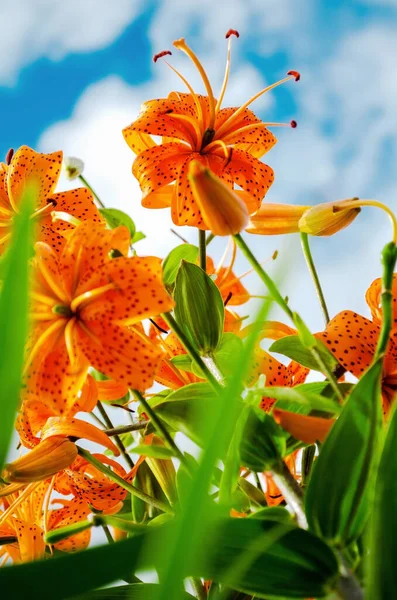 Tiger lily (Lilium lancifolium). Beautiful orange flowers of a tiger lily on a background of blue sky and clouds. Vertical shot. View from below.