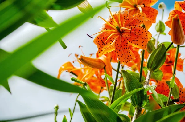 Kaplan zambağı (Lilium lancifolium). Mavi gökyüzü ve bulutlardan oluşan bir arka planda bir kaplan zambağı güzel turuncu çiçekleri. Yatay çekim. Aşağıdan görüntüle.