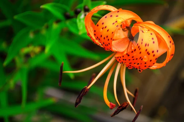Kaplan zambağı (Lilium lancifolium). Arka planda yeşil yapraklar var, yakın planda bir çiçek. Çok güzel bir çiçek. Su damlaları ile çiçek. 