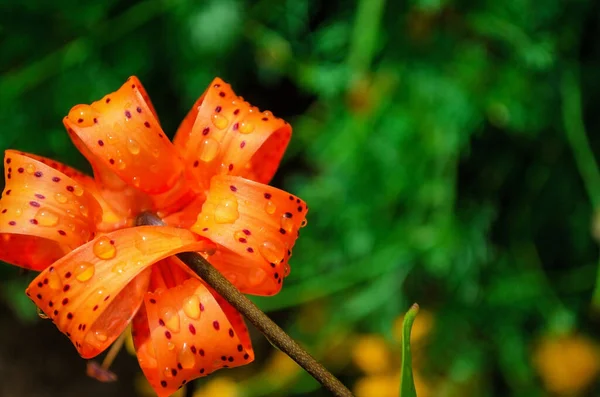 Lirio Tigre Lilium Lancifolium Fondo Hay Hojas Verdes Una Flor — Foto de Stock