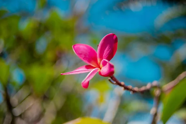 Hermosa Flor Plomería Plumeria Rubra Una Especie Planta Caducifolia Perteneciente — Foto de Stock