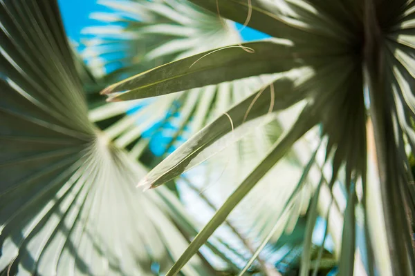 Mavi bir arka planda güzel palmiye yaprakları. Göz kamaştırıcı mavi yapraklar. Palmiye ağacı Bismarckia Nobilis olarak bilinir. Yakın çekim. Yatay görünüm.