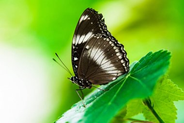 Argynnidae kelebek ve yeşil arka plan