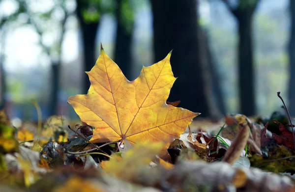 Міський Осінній Пейзаж Восени Міському Парку Жовтий Впав Кленовий Лист — стокове фото
