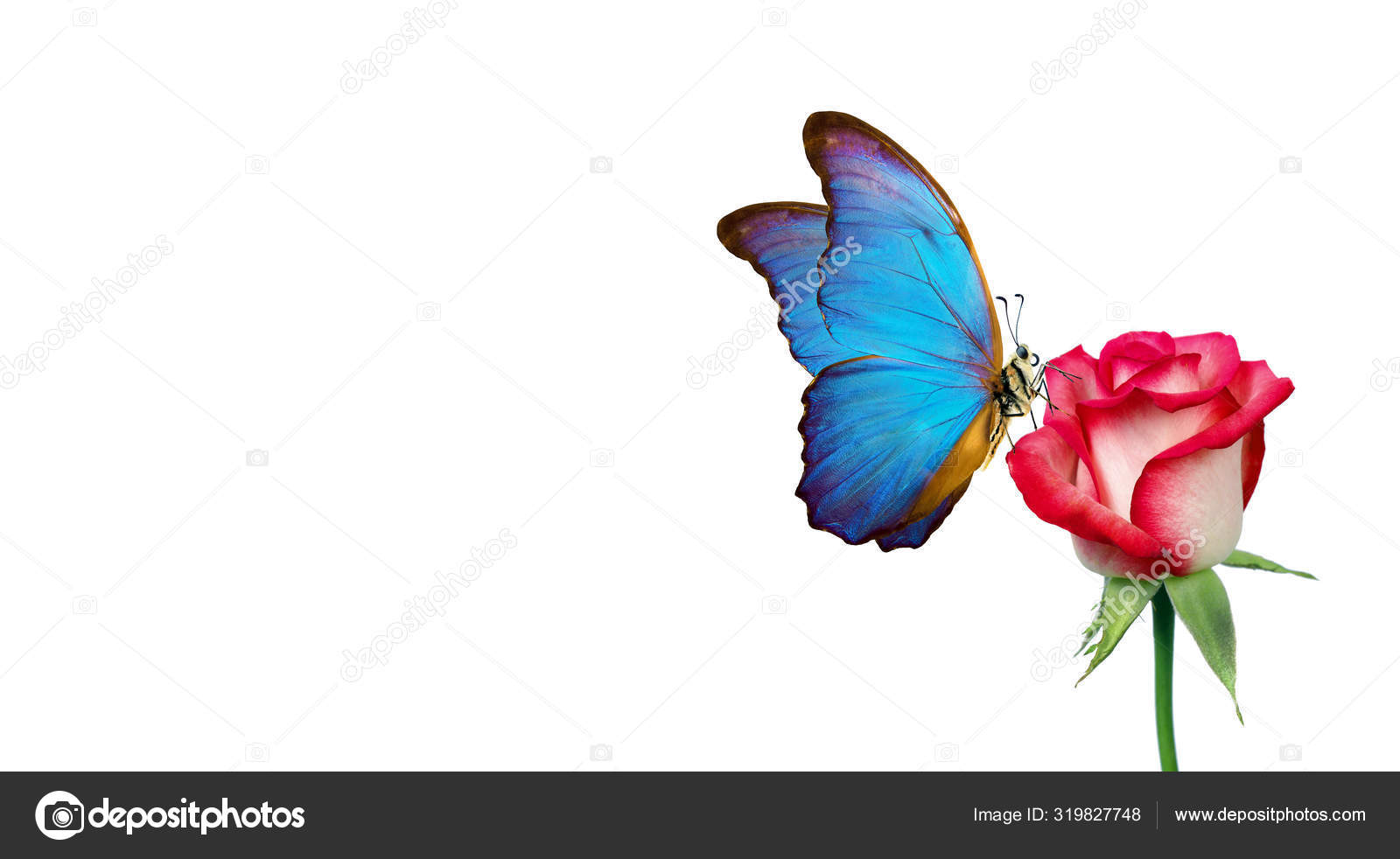 Free Free Butterfly Rose Svg 325 SVG PNG EPS DXF File