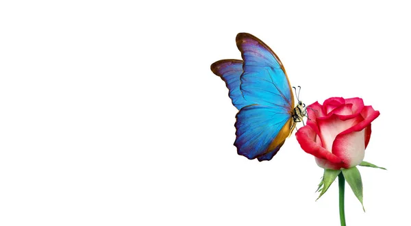 Morpho Butterfly Sitting Rose Isolated White Red Roses Bright Blue — Stock Photo, Image