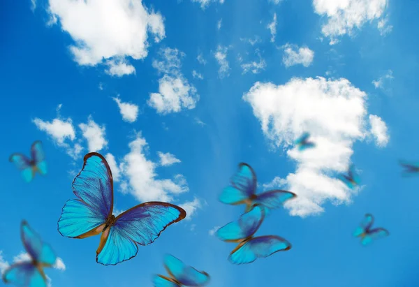 bright butterflies flying in the blue sky with clouds. flying blue butterflies. morpho butterflies.