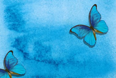 Mavi Morpho Kelebeği. Soyut mavi suluboya arka plan. Mavi soyut arka plan. Islak suluboya kağıt
