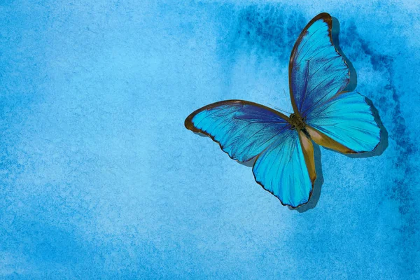 Μπλε Πεταλούδα Αφηρημένο Μπλε Φόντο Ακουαρέλα Μπλε Αφηρημένο Φόντο Χαρτί — Φωτογραφία Αρχείου