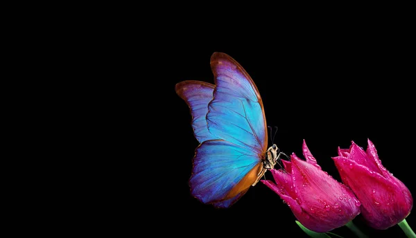 Голубая Бабочка Морфо Цветке Черном Фоне Бутоны Тюльпана Бабочка Пространство — стоковое фото