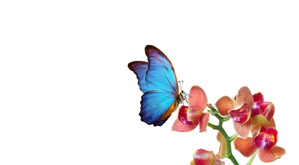 Тропічна Природа Яскраво Синій Тропічний Морфо Метелик Барвистих Кольорах Орхідей — стокове фото