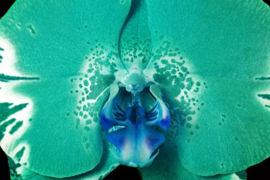 Nane rengi. 2020 moda rengi. Güzel bir orkide çiçeği dokusu. Kapat.. 