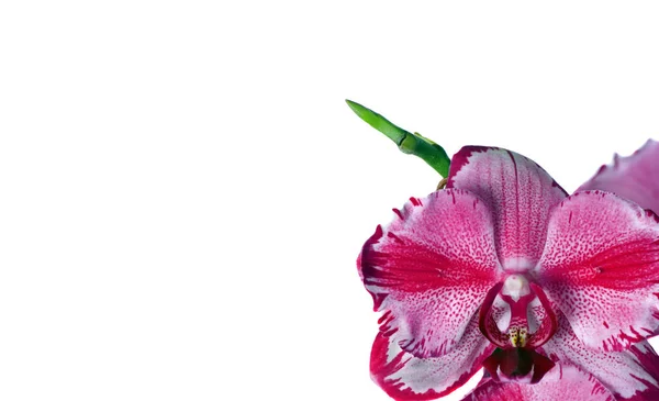 Цветы Орхидеи Крупным Планом Красивые Красочные Фиолетовые Орхидеи Тропические Цветы — стоковое фото