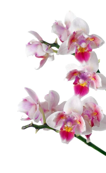 Крупный План Цветка Орхидеи Красивая Розовая Орхидея Изолированная Белом — стоковое фото
