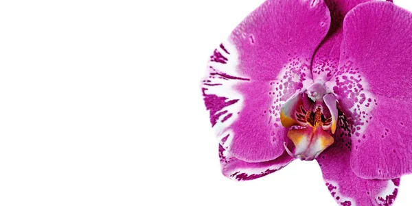 Крупный План Цветка Орхидеи Красивая Розовая Орхидея Пространство Копирования — стоковое фото