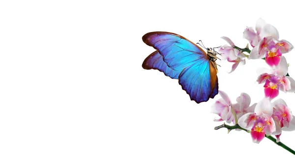 Тропическая Природа Ярко Голубая Тропическая Морфо Бабочка Красочных Цветах Орхидеи — стоковое фото