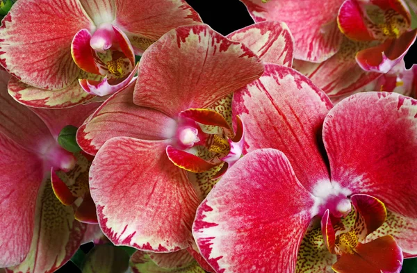 Цветы Красной Орхидеи Крупным Планом Красивые Красочные Орхидеи Тропические Цветы — стоковое фото