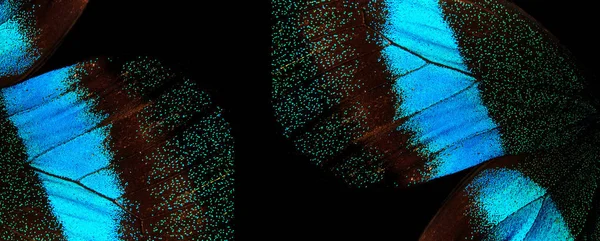 Крила Тропічного Метелика Чорному Тлі Яскраво Сині Крила Метелика Блюма — стокове фото