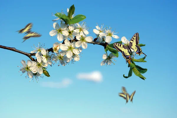 蝶の飛行 蝶と花春の花青空を背景に梅の花を咲かせます梅の花に座ってカラフルなマホーン蝶 コピースペース — ストック写真