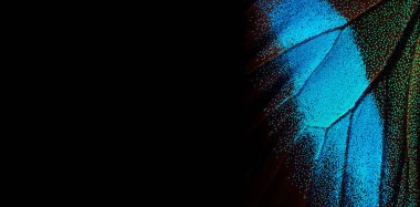   Siyah arka planda tropikal bir kelebeğin kanatları. Parlak mavi kelebek kanatları. Boşlukları kopyala. Doğada mavi renk                              