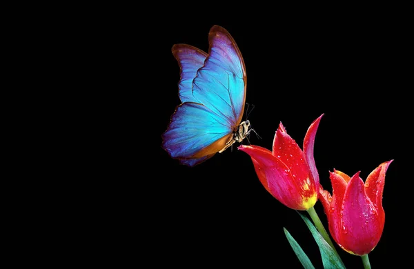 Beautiful Blue Morpho Butterfly Flowers Black Background Tulip Flowers Dew — Stock Photo, Image