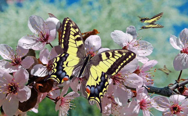 Квітуча Сакура Саду Барвистий Метелик Гілці Квітучої Сакури Метелики Літають — стокове фото