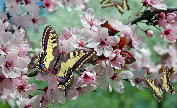 庭で桜を咲かせます桜の花の枝にカラフルな蝶 蝶が咲く庭を飛んでいる 桜の上のツバメの蝶 — ストック写真