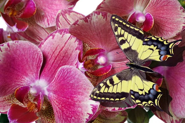 Яркий Тропический Фон Яркая Красочная Ласточка Бабочка Розовых Цветах Орхидеи — стоковое фото