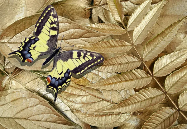 Gouden Bladeren Textuur Achtergrond Mooie Kleurrijke Zwaluwstaart Vlinder Gouden Bladeren — Stockfoto