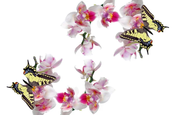 Tropical Nature Bright Swallowtail Butterflies Colorful Orchid Flowers Isolated White — ストック写真