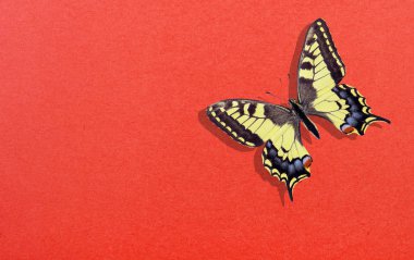 Kırmızı arka planda parlak kırlangıç kelebeği. Kırmızı karton. Kırmızı kağıt dokusu arka plan. Boşlukları kopyala