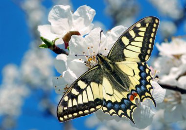 Çiçek açan kiraz dalında kelebek kırlangıcı. Çiçekli sakura ve kelebek. bahar arkaplanı. Çiçek açan bahçeler. Boşlukları kopyala