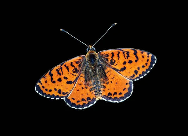 Bright Red Butterfly Isolated Black Colorful Butterfly Close Spotted Fritillary — Stock Photo, Image